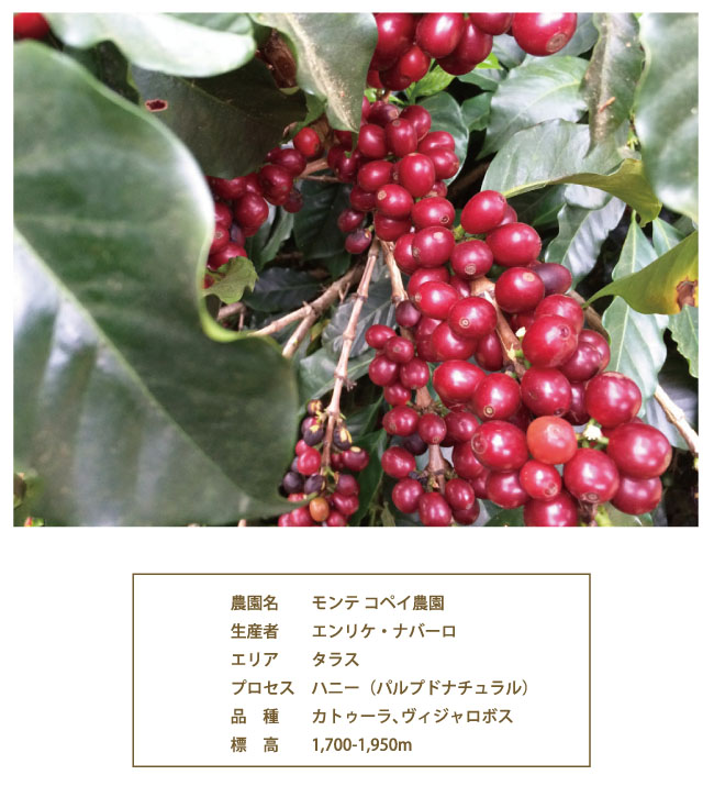 コスタリカ・モテコペイの説明04