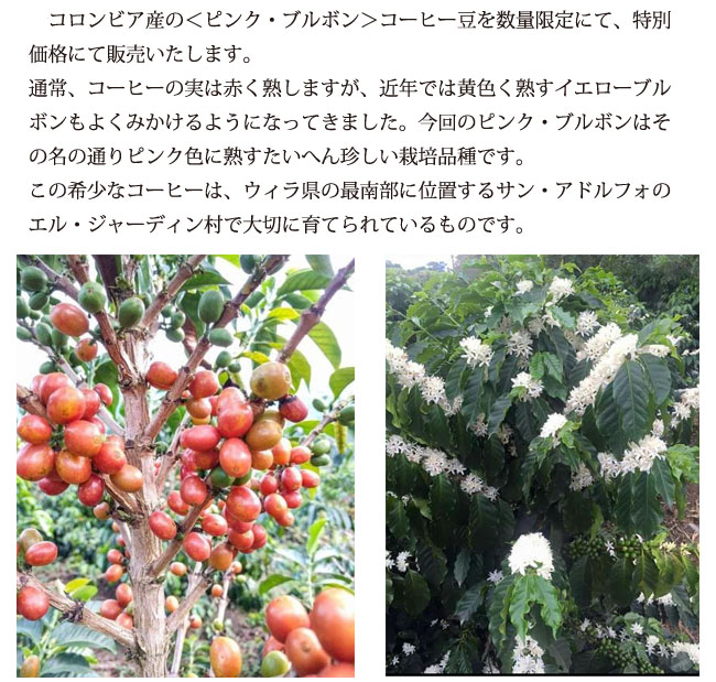 ピンクブルボン