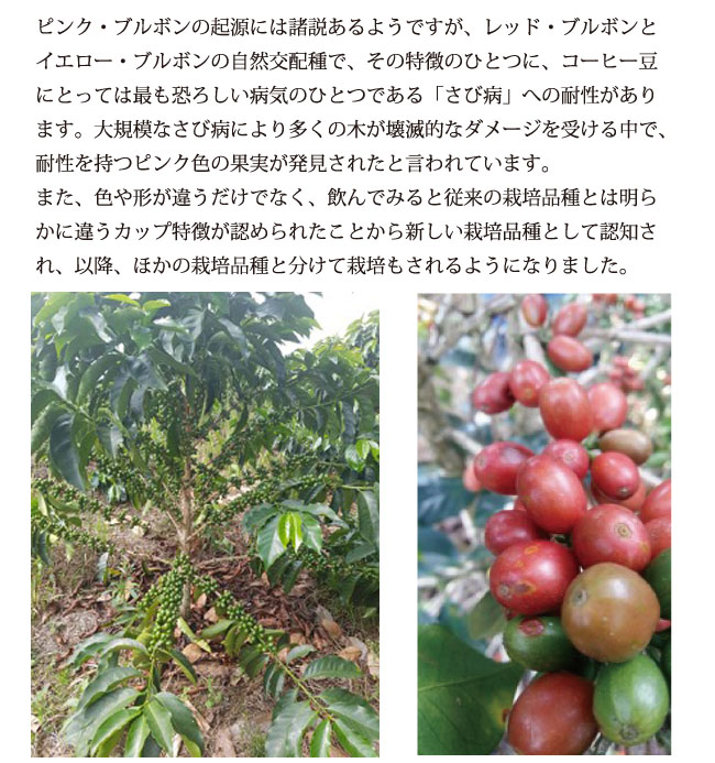 ピンクブルボン
