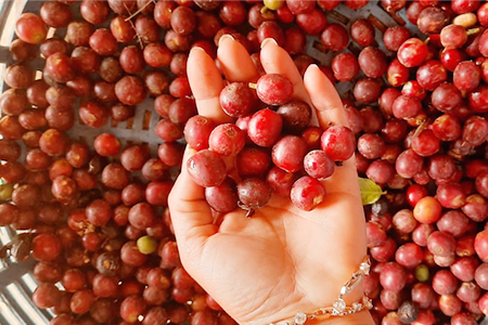 シングルオリジンコーヒー豆