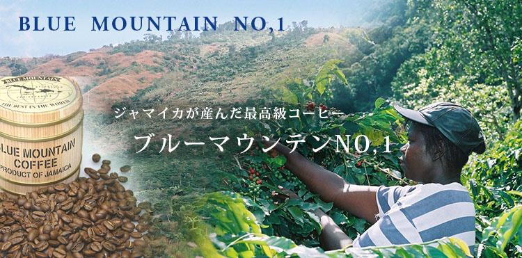 ジャマイカ産高級コーヒー ブルーマウンテンNO,1はこちら