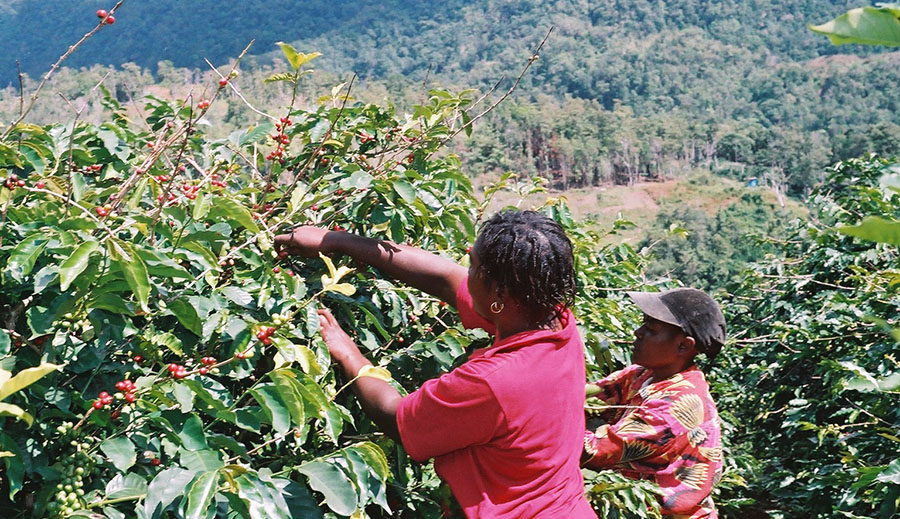 ブルーマウンテン