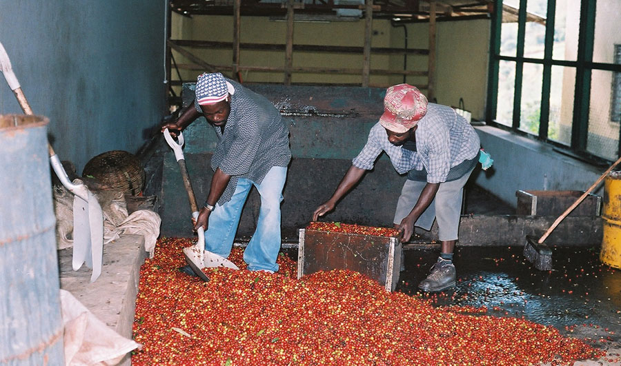 ブルーマウンテン