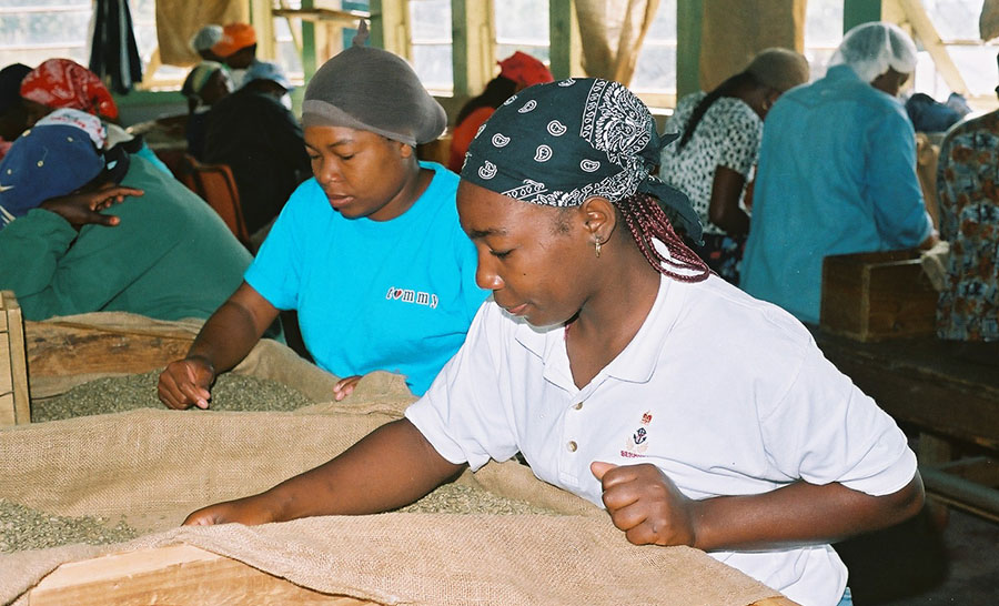 ブルーマウンテン