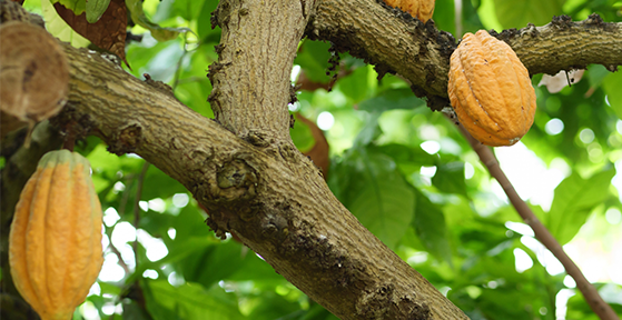 素材にこだわる