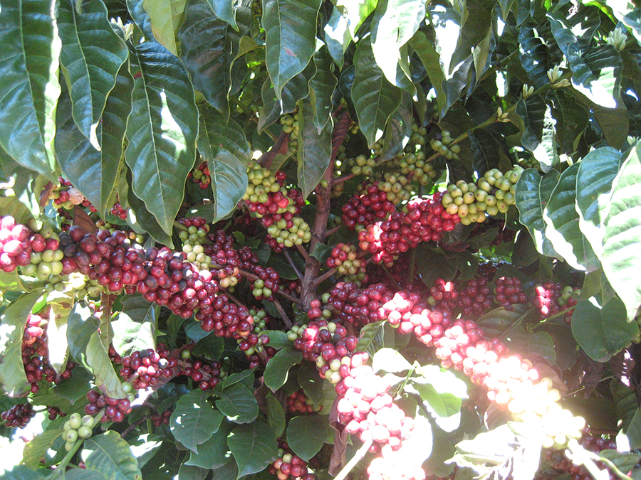 センテニアルブルボン