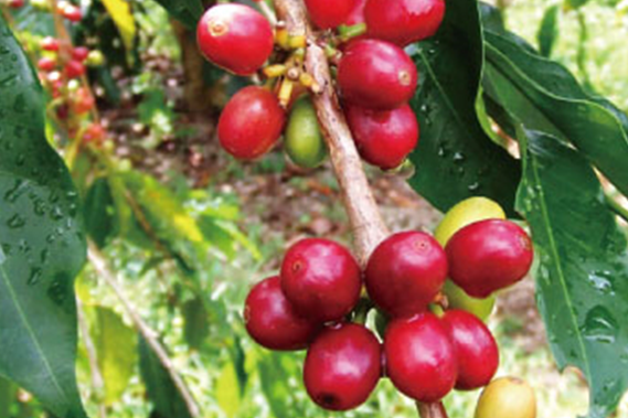 高級コーヒー豆