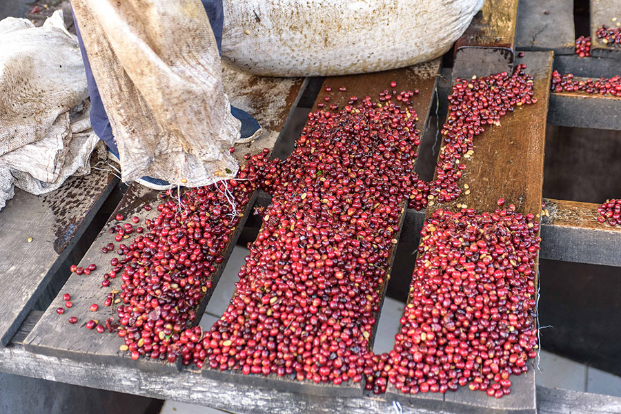 エスメラルダ農園