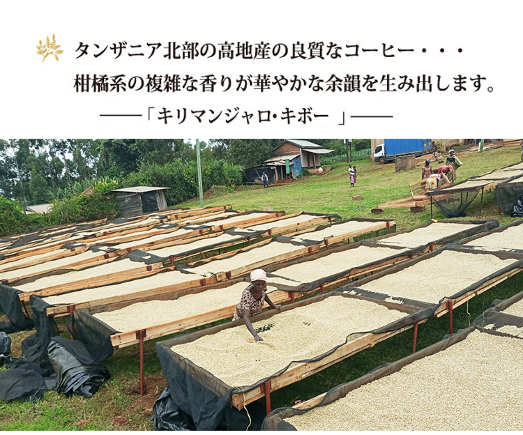 キリマンジャロ説明　001