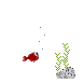金魚