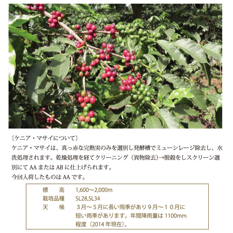 ケニア・マサイAA説明3