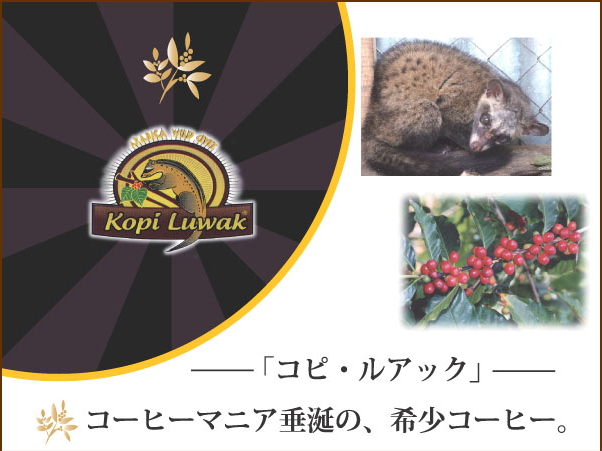 コピルアックのご注文はコーヒー専門店の金澤屋珈琲店で!