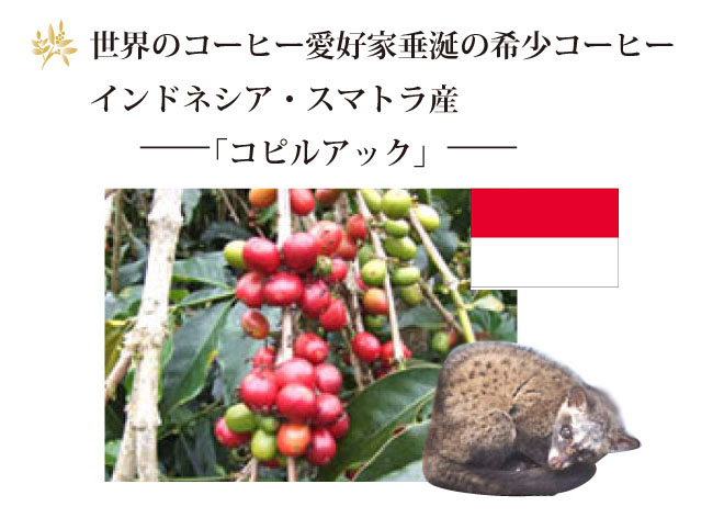 コピ・ルアック