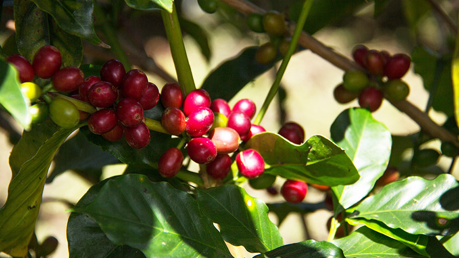 エスメラルダ農園味