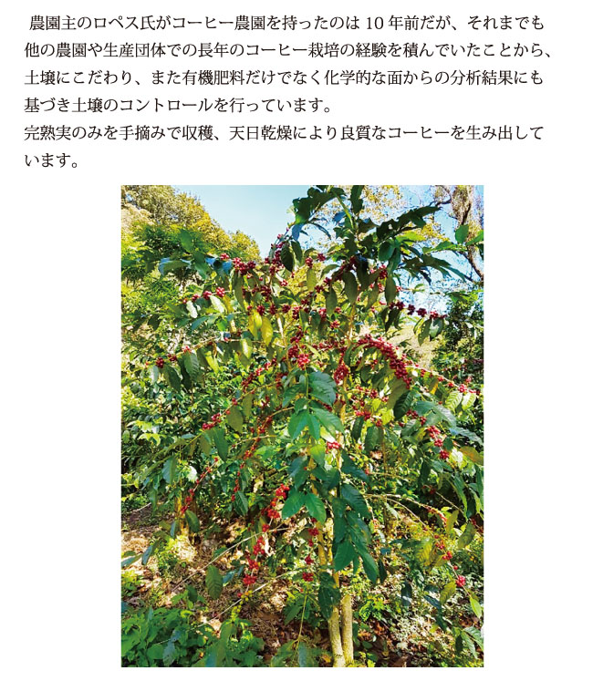 ホンジュラス・ピエドラス農園