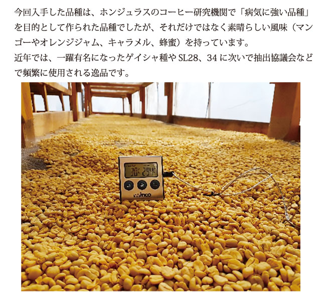 ホンジュラス・ピエドラス農園