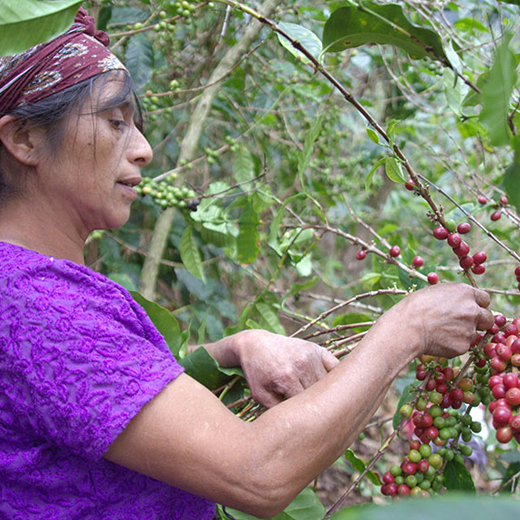 グァテマラ・ラビナル・アチ"