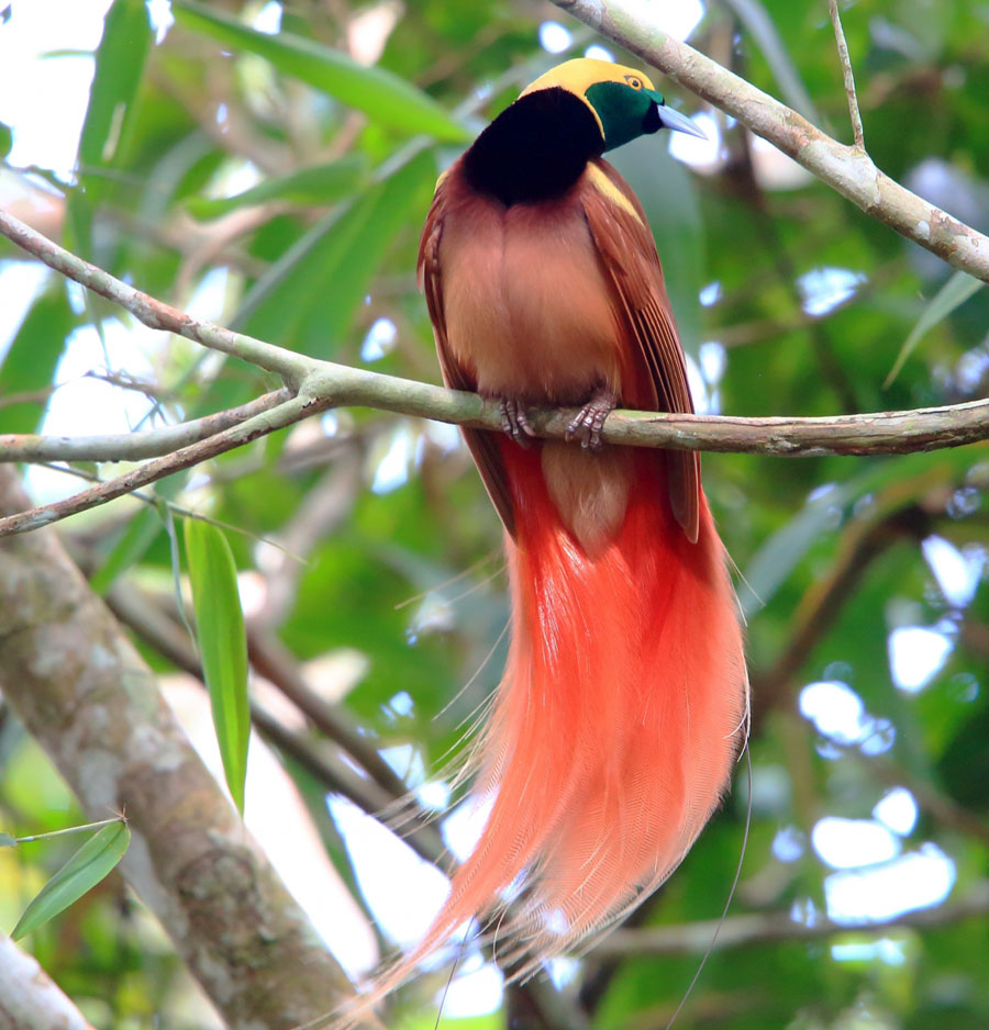スペシャルティコーヒー豆ニューギニア