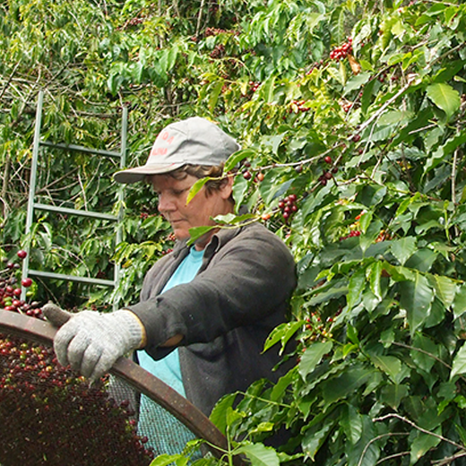 センテニアルブルボン