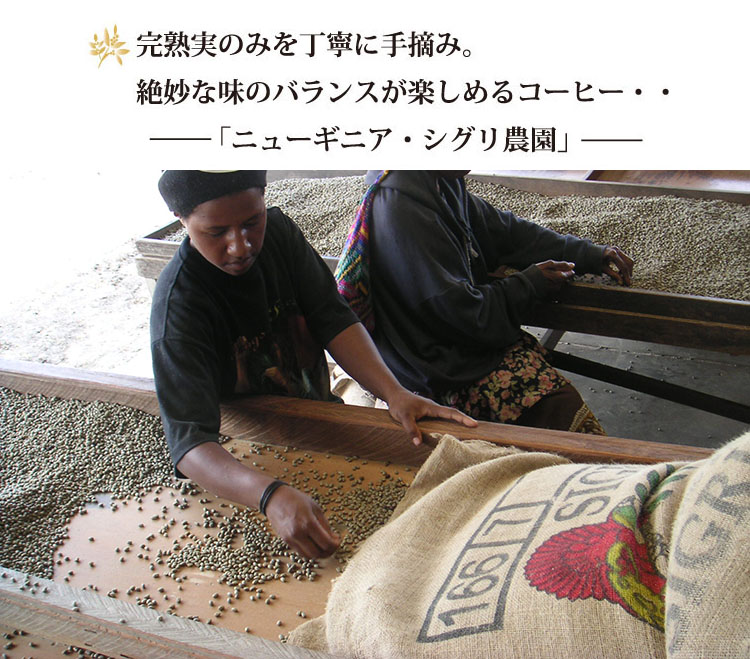 スペシャルティコーヒー豆 シグリ 見出し