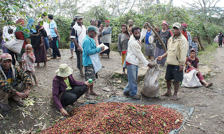 スペシャルティコーヒー豆、シグリニューギニア