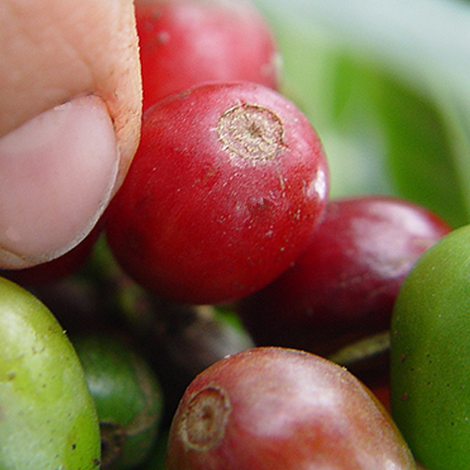 マンデリン・トバブルー"
